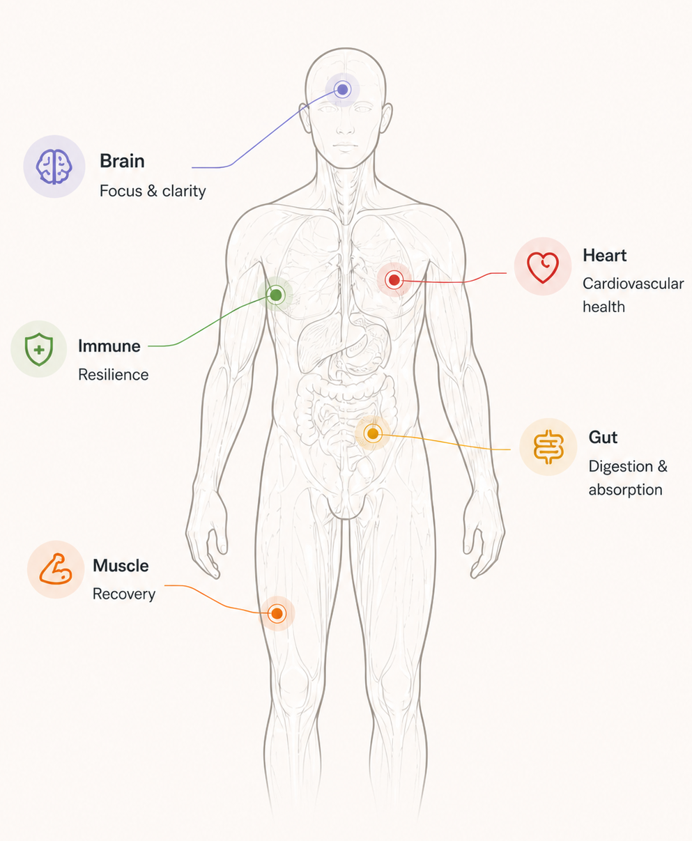 Biostaq anatomy map connecting biomarker categories to the body
